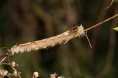 Leipoxais peraffinis