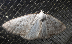 Lomographa glomeraria