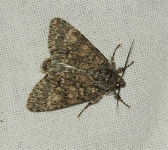 Acronicta megacephala