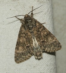 Acronicta megacephala