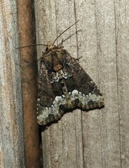 Oligia strigilis