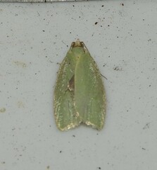Tortrix viridana