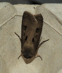 Agrotis exclamationis