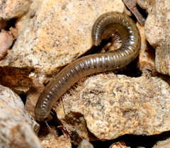 Ommatoiulus moreleti