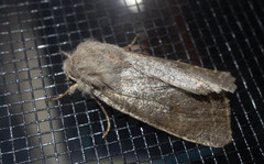 Orthosia hibisci