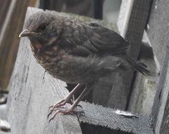 Turdus merula