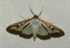 Cydalima perspectalis