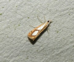 Catoptria pinella
