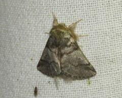 Thaumetopoea processionea