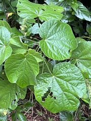 Hibiscus calyphyllus
