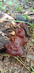 Auricularia auricula-judae