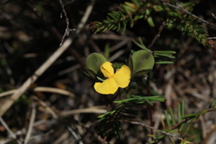 Gompholobium pinnatum