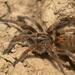 Amber Baboon Spider - Photo (c) Odette Curtis, some rights reserved (CC BY-NC), uploaded by Odette Curtis