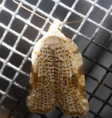 Acleris cervinana