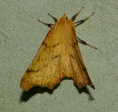 Ennomos autumnaria