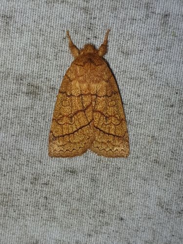 Mustard Sallow (Pyreferra hesperidago)