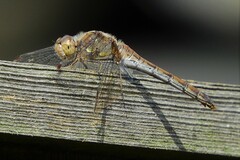 Sympetrum striolatum