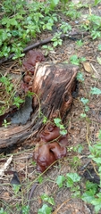 Auricularia auricula-judae