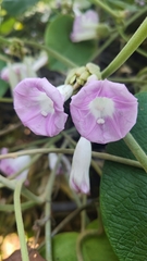 Argyreia wallichii