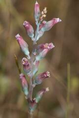 Lachenalia perryae