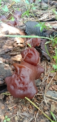 Auricularia auricula-judae