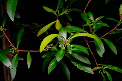 Tasmannia lanceolata