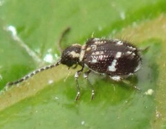 Ptinus