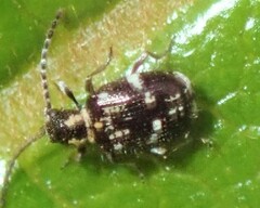 Ptinus