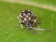 Ptinus