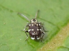 Ptinus