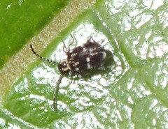 Ptinus