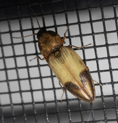 Stropenron hamata