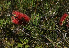 Melaleuca pachyphylla