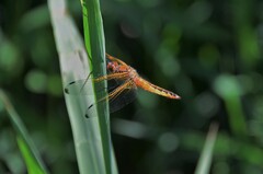 Libellula fulva