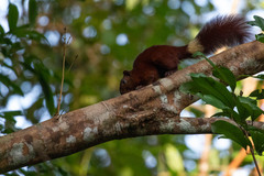 Callosciurus finlaysonii