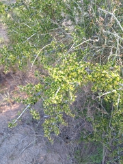 Condalia microphylla