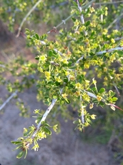 Condalia microphylla