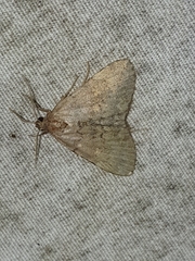 Idia aemula