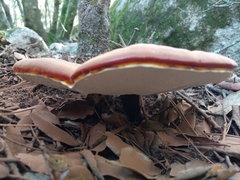 Ganoderma lucidum