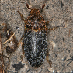 Dermestes undulatus