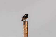 Saxicola torquatus