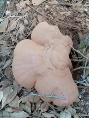 Ganoderma lucidum