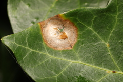 Boeremia hedericola
