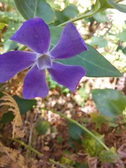 Vinca