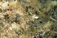 Microlipophrys dalmatinus