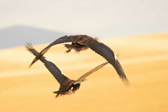 Plectropterus gambensis