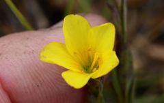 Linum africanum
