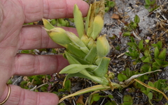 Ferraria crispa