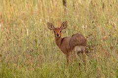 Raphicerus campestris