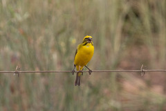 Crithagra flaviventris